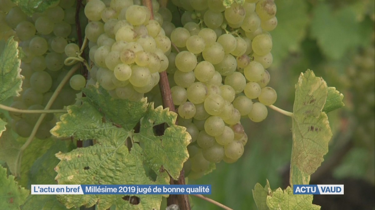 Millésime 2019 jugé de bonne qualité