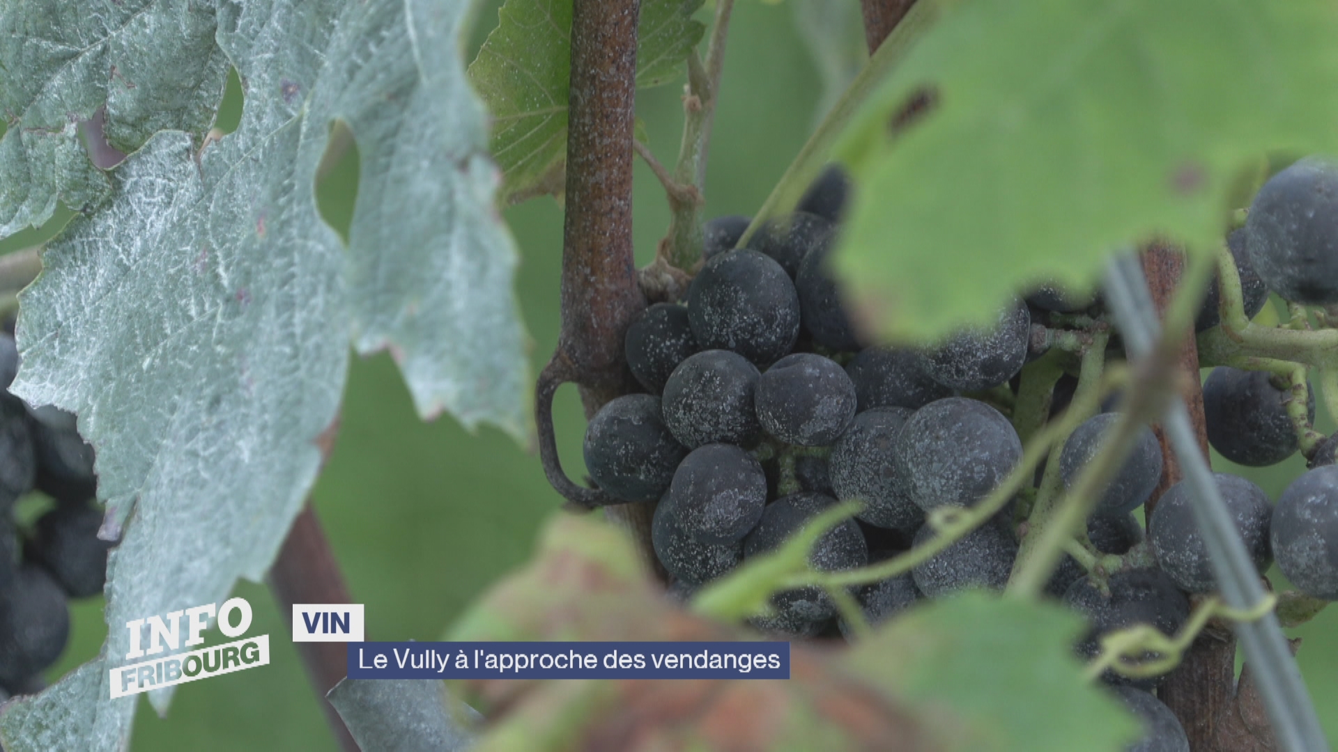 Le Vully à l'approche des vendanges