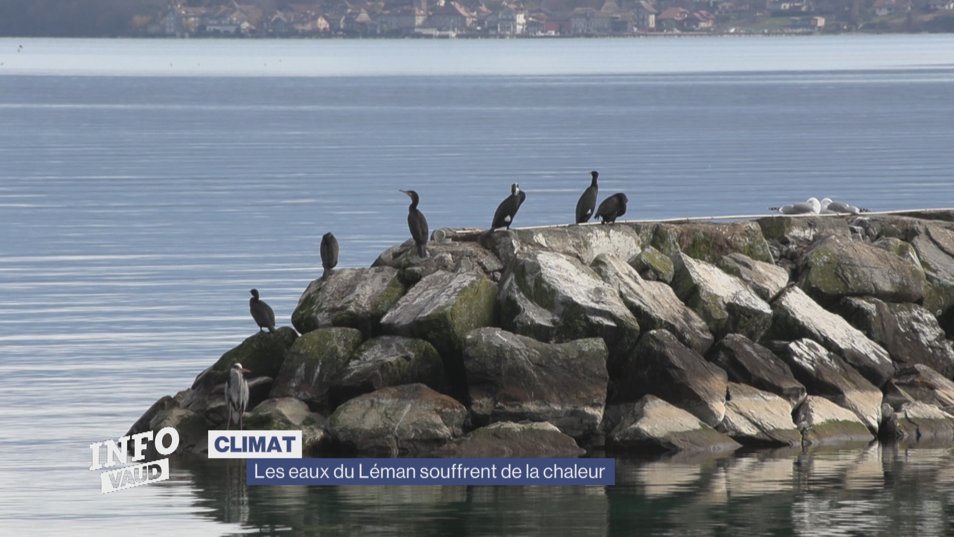Les eaux du Léman souffrent de la chaleur