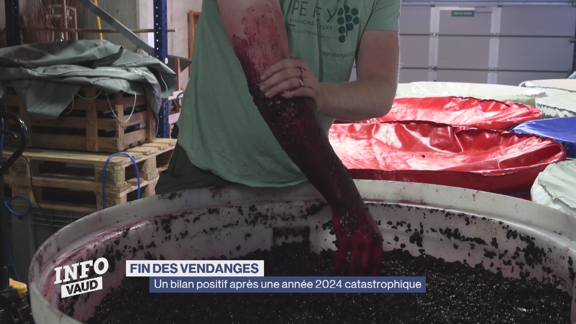 Vendanges: un bilan positif après une année 2024 compliquée